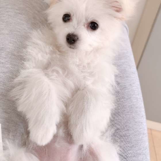 ヘソ天する犬