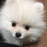 ポメラニアンの特徴と性格 飼い方 価格相場など 犬図鑑 いぬのきもちweb Magazine