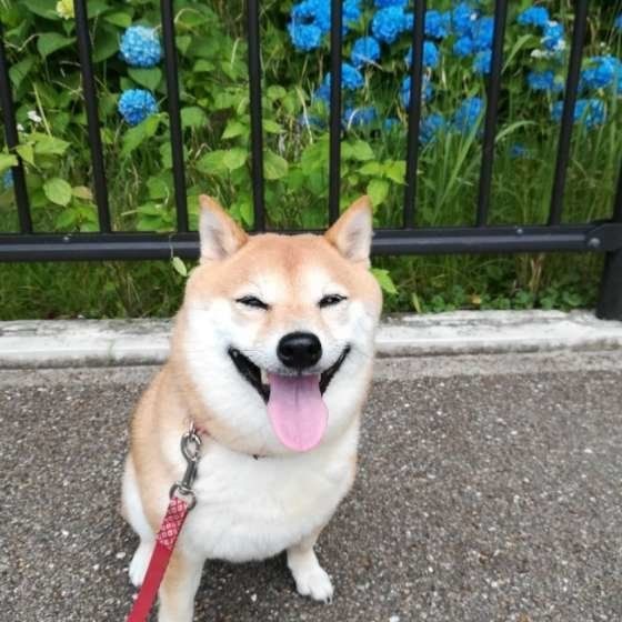 笑顔の柴犬