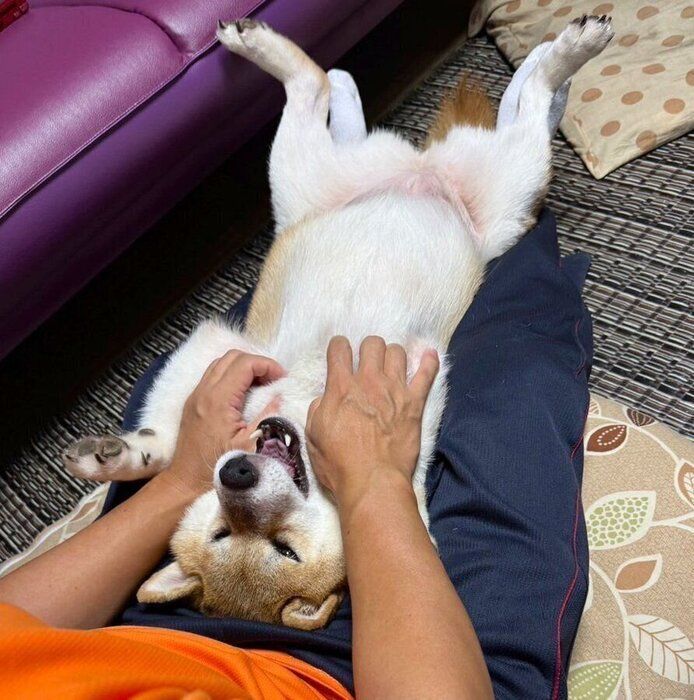 5才になった現在もパパさんの膝の上で遊ぶりんちゃん