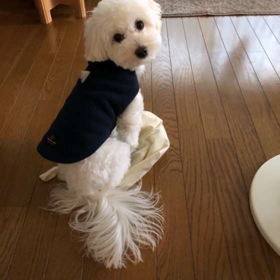 ミックス犬