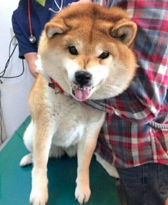 病院が苦手なハナちゃん