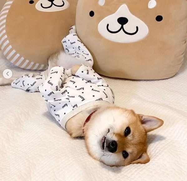 眠る豆柴
