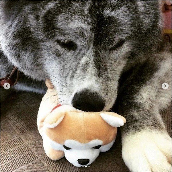 秋田犬