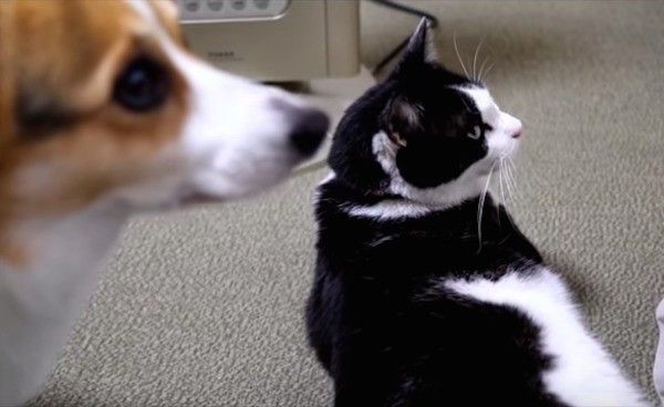 コーギーと猫