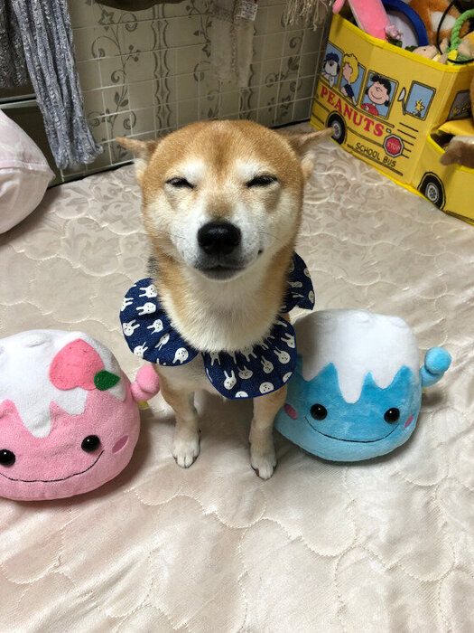 ふぅちゃん