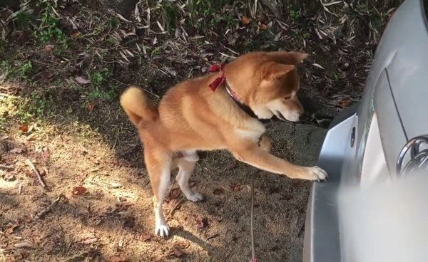 棒で遊ぶ柴犬