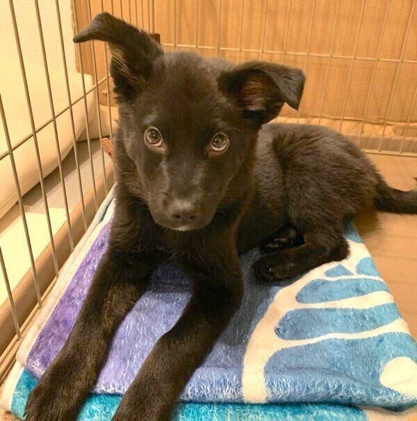 見つめるはなちゃん