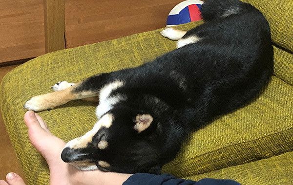 眠る柴犬