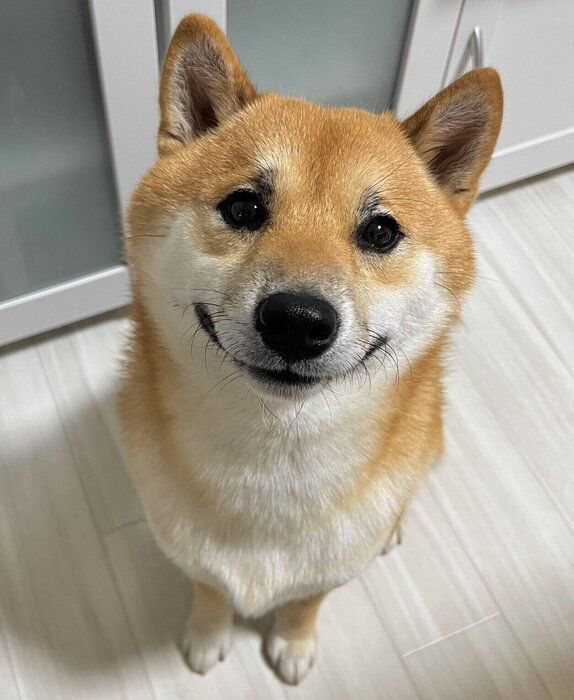 とうもろこしを食べたくて“かわいい顔”をするふう太くん