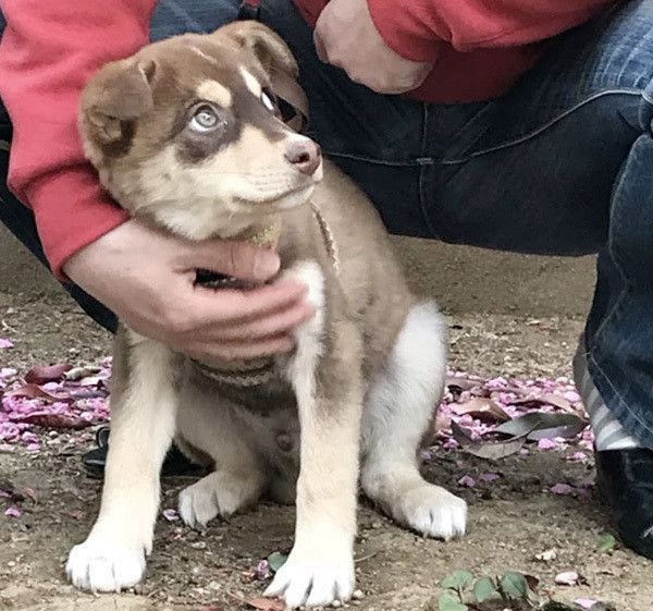 見上げる犬