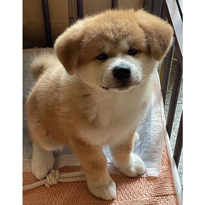 ふわふわで丸っこい“ぬいぐるみ”のようだった子犬→2年後、秋田犬らしい堂々とした体格のコに成長!