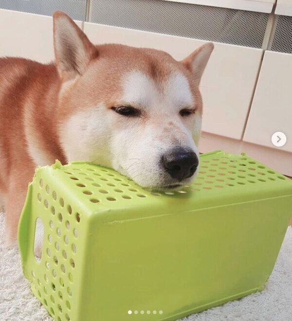 あご乗せする丸くん