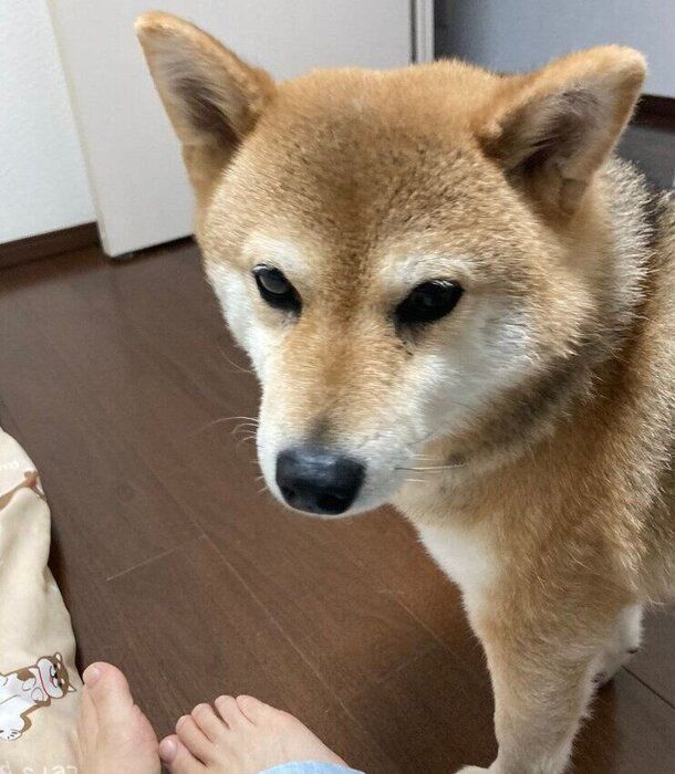 飼い主さんのそばに来るもなかちゃん