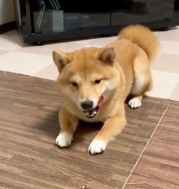 ごはんを待つ豆柴