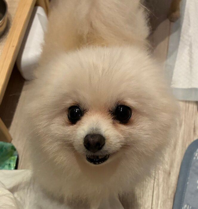 別の日の様子 飼い主さんをみつめるコメちゃん