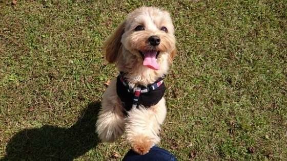 お散歩する犬