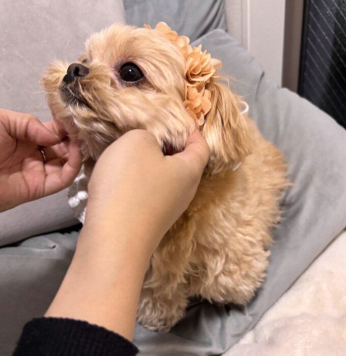 見つめるがんもくん