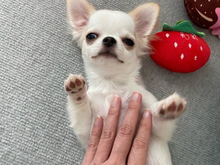 ナデナデしてもらうちとせちゃん