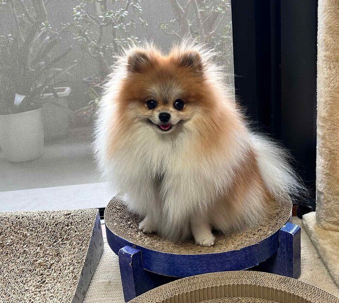 ˥˥ʤϤ뤳