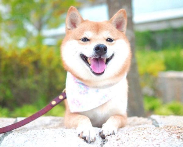 笑顔のにこちゃん