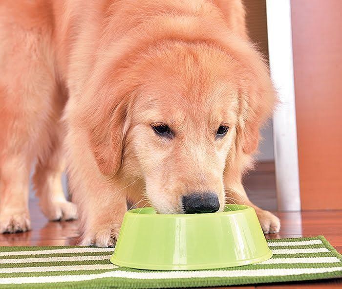 食べる犬