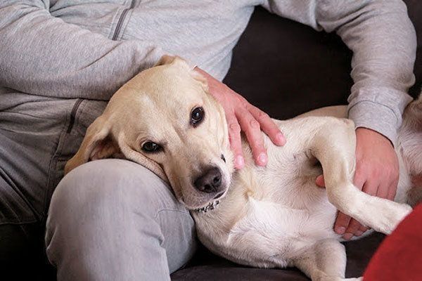 飼い主さんと犬