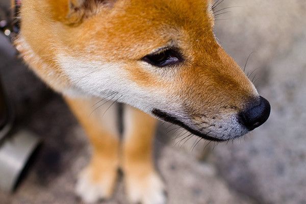 佇む柴犬