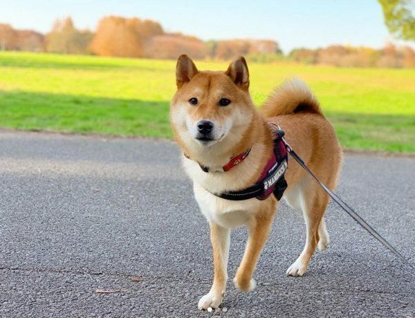 柴犬の豆吉ちゃん