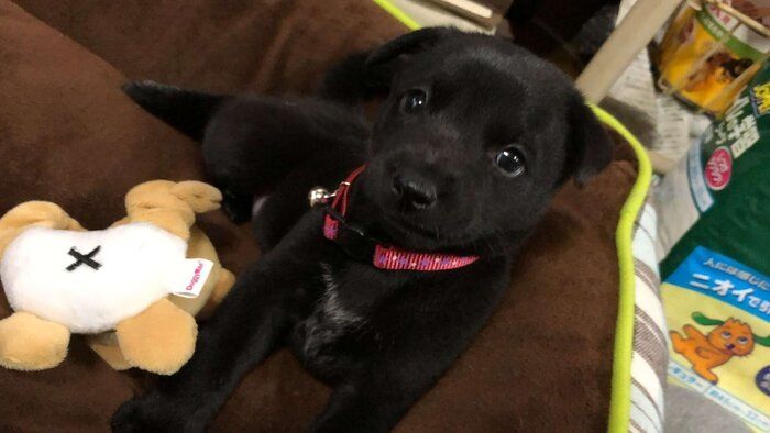 お迎え当時の犬