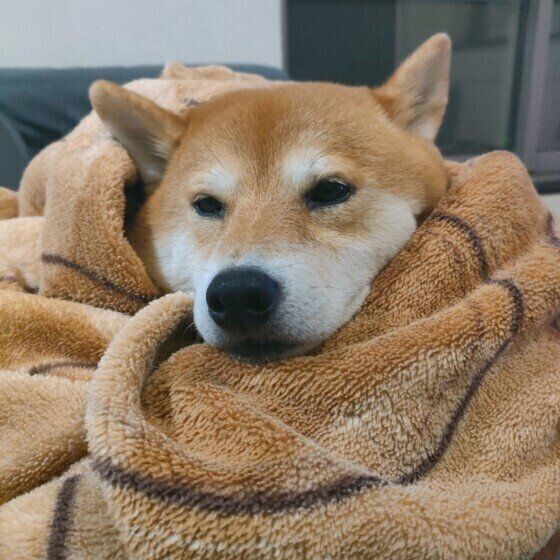 ���ۤ���ޤäƤ��ä�������