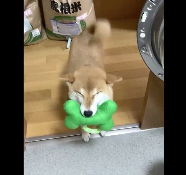 笑顔でアピールするすずちゃん