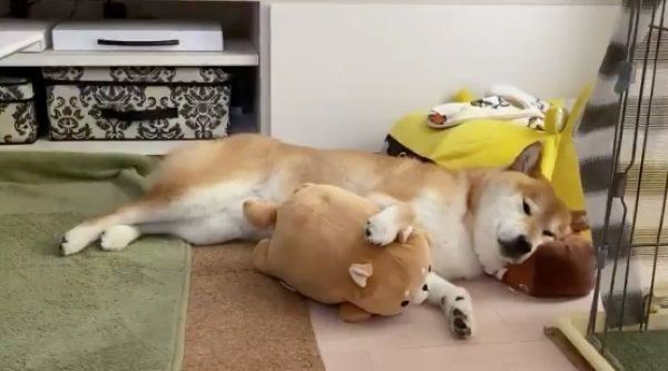 枕の使い方が人間みたいなぽてとくん