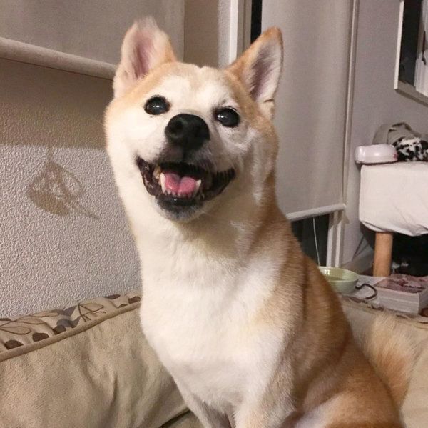 笑顔を見せる柴犬のリリコちゃん