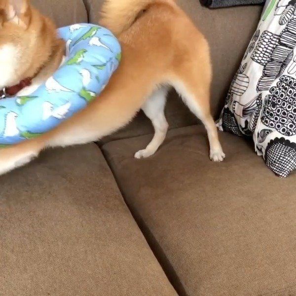 エリカラに埋もれるレノくん
