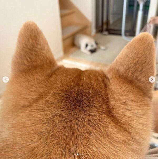 飼い主さんの膝の上に座るアキちゃんと、ふてくされるラルくん