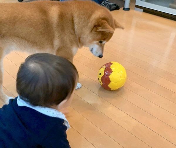 ボール遊びをするこたろうくんと弟くん