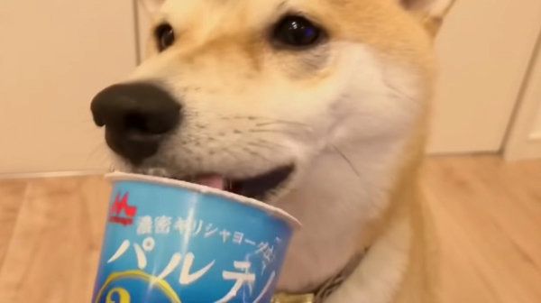 ヨーグルトを食べる柴犬
