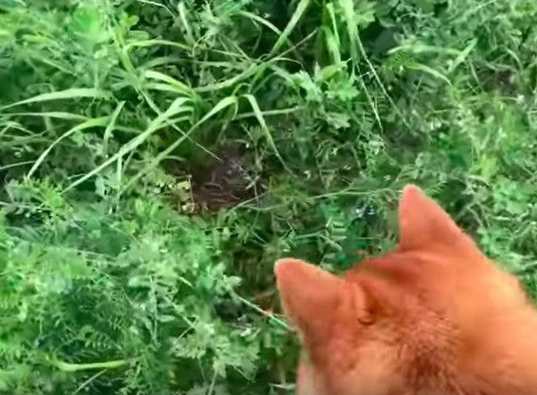 柴犬
