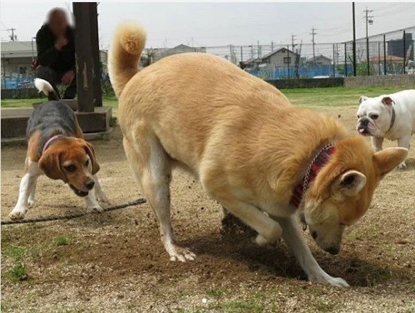 ここ掘れワンワンわんこ