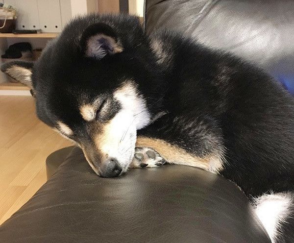 眠る柴犬