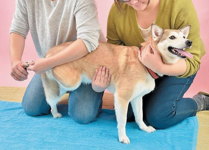 犬の爪切り