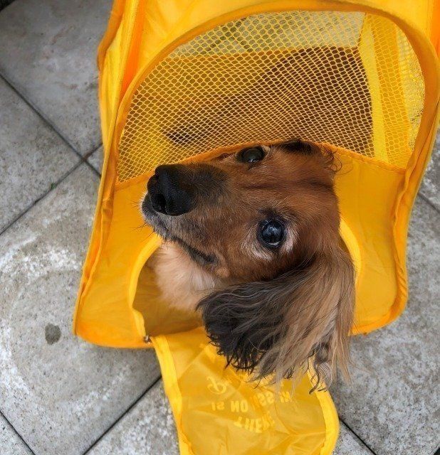 ペット用簡易ハウスに入る愛犬