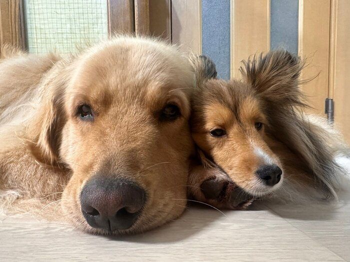 仲良しなレオくん、アネラちゃん