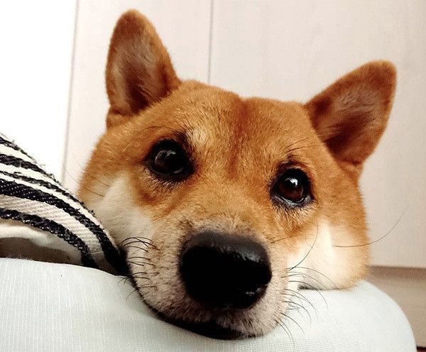 見つめる柴犬