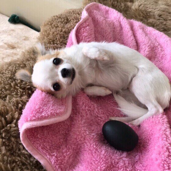 チワワ めい すりすり