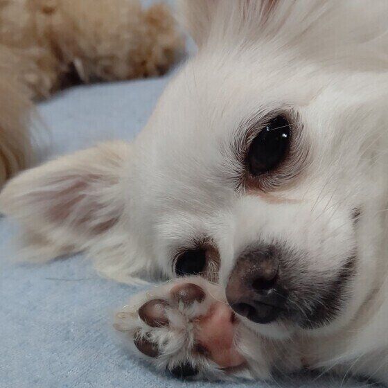 ちわわ