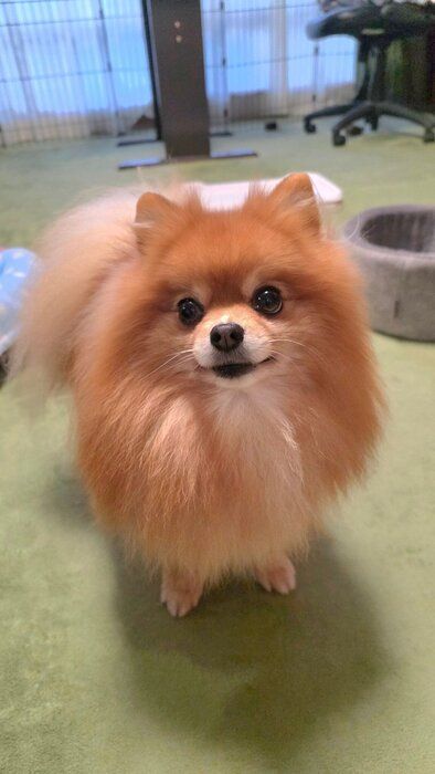 おやつを求めている様子のポメラニアン
