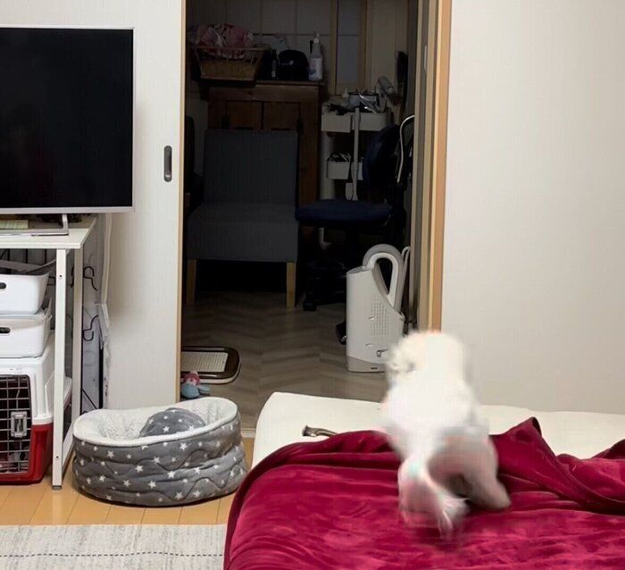 ダッシュで逃げるメルちゃん