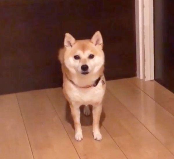 ドアの前で待つ豆柴